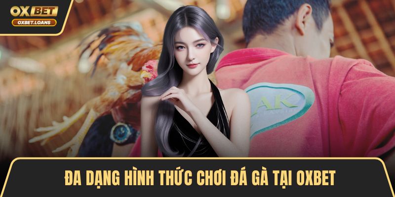 Đa dạng hình thức chơi đá gà tại OXBET