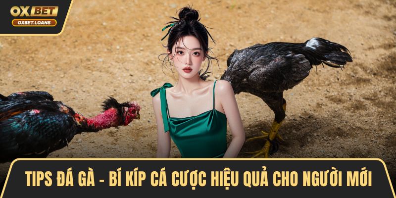 Tips đá gà